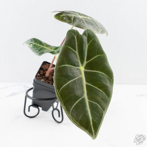 Alocasia longiloba 'Grandis' pink variegated (wk29-UI)