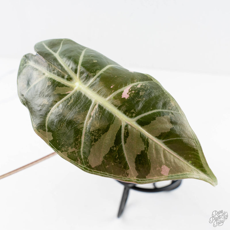Alocasia longiloba 'Grandis' pink variegated (wk29-UI)