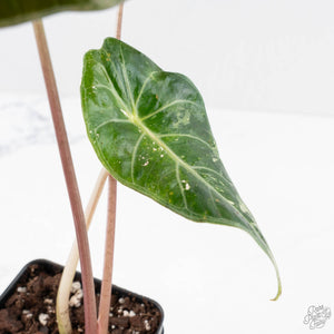 Alocasia longiloba 'Grandis' pink variegated (wk29-UI)