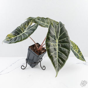 Alocasia longiloba 'Grandis' aurea variegated (wk28-UN) Corming size