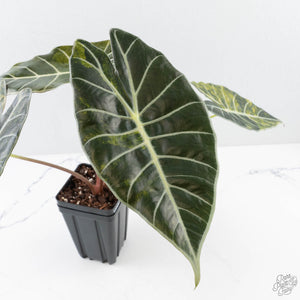 Alocasia longiloba 'Grandis' aurea variegated (wk28-UN) Corming size