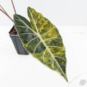 Alocasia longiloba 'Grandis' aurea variegated (wk28-UN) Corming size