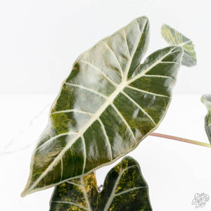 Alocasia longiloba 'Grandis' aurea variegated (wk28-UN) Corming size