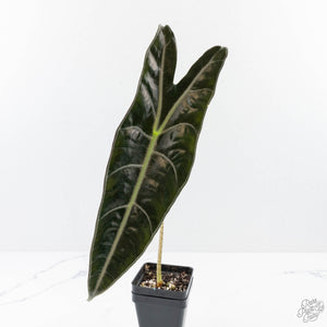Alocasia Longiloba 'Purple' (wk24-UN)