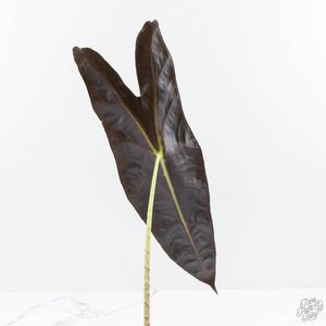 Alocasia Longiloba 'Purple' (wk24-UN)