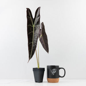 Alocasia Longiloba 'Purple' (wk34-L67)