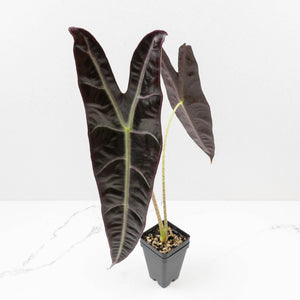 Alocasia Longiloba 'Purple' (wk34-L67)