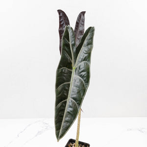 Alocasia Longiloba 'Purple' (wk34-L67)