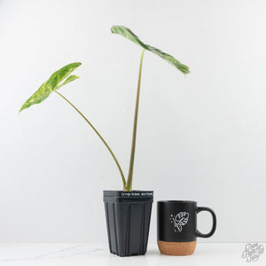 Alocasia longiloba aurea variegated - Corming Size  (wk29-F)