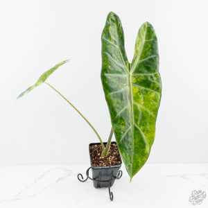 Alocasia longiloba aurea variegated - Corming Size  (wk29-F)