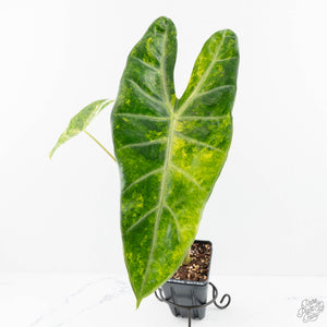 Alocasia longiloba aurea variegated - Corming Size  (wk29-F)