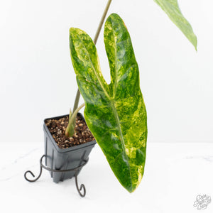 Alocasia longiloba aurea variegated - Corming Size  (wk29-F)