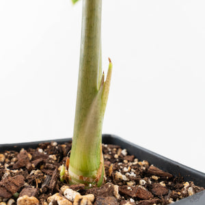 Alocasia longiloba aurea variegated - Corming Size  (wk29-F)