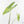 Alocasia longiloba aurea variegated - Corming Size  (wk29-F)
