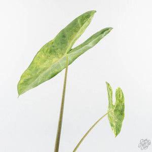 Alocasia longiloba aurea variegated - Corming Size  (wk29-F)