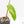 Alocasia Longiloba Variegated (wk18-O)
