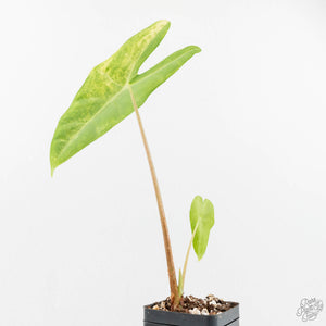 Alocasia Longiloba Variegated (wk18-O)