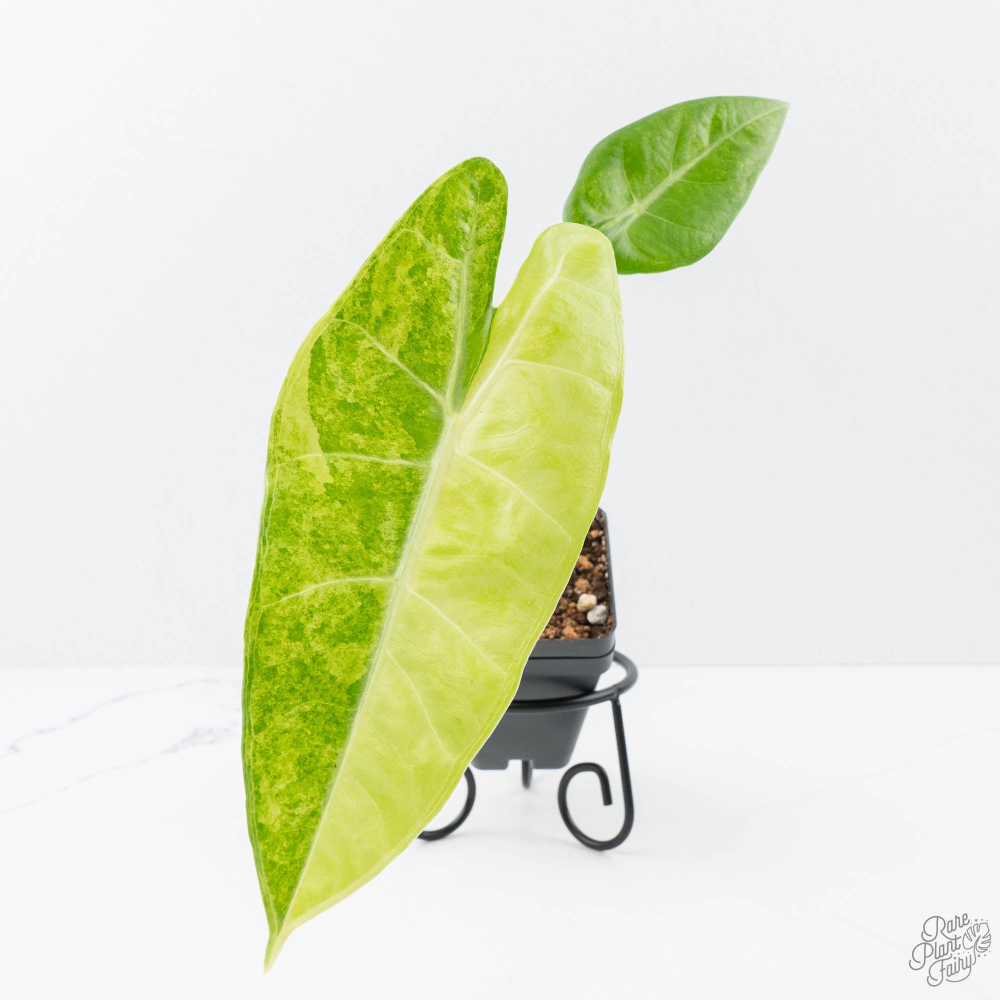アロカシアalocasia longiloba miq var Alocasia longiloba Miq. | Plants of the World Online | Kew Science