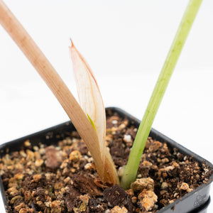 Alocasia Longiloba Variegated (wk21-A)