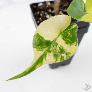 Alocasia Macrorrhiza 'Stingray' Aurea Variegated (wk28-H)