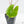 Alocasia Macrorrhiza 'Stingray' Albo Variegated (wk26-C)