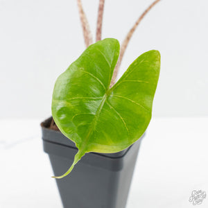 Alocasia Macrorrhiza 'Stingray' Albo Variegated (wk26-C)
