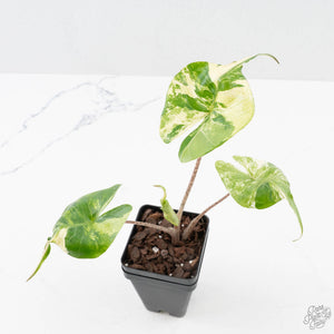 Alocasia Macrorrhiza 'Stingray' Albo Variegated (wk38-U143)