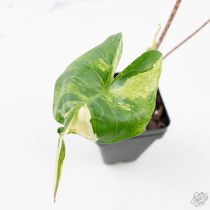 Alocasia Macrorrhiza 'Stingray' Albo Variegated (wk38-U143)