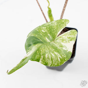 Alocasia Macrorrhiza 'Stingray' Albo Variegated (wk38-U143)