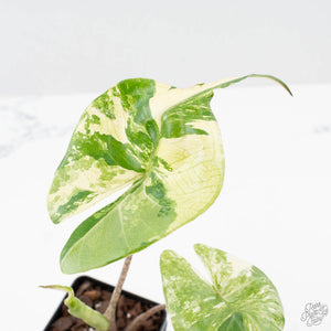 Alocasia Macrorrhiza 'Stingray' Albo Variegated (wk38-U143)