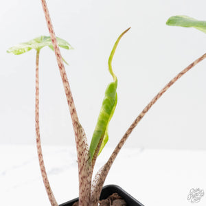 Alocasia Macrorrhiza 'Stingray' Albo Variegated (wk38-U143)