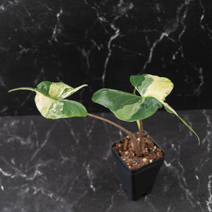 Alocasia Macrorrhiza 'Stingray' Albo Variegated (wk43-U188)