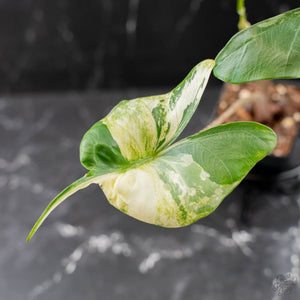 Alocasia Macrorrhiza 'Stingray' Albo Variegated (wk43-U188)