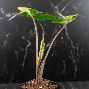 Alocasia Macrorrhiza 'Stingray' Albo Variegated (wk43-U188)