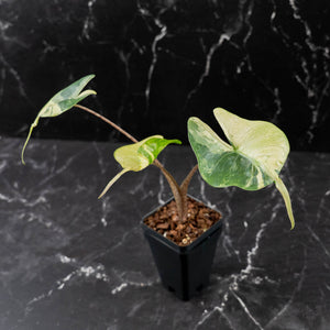 Alocasia Macrorrhiza 'Stingray' Albo Variegated (wk43-U189)