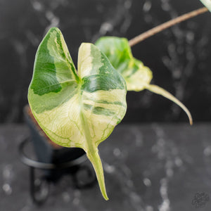 Alocasia Macrorrhiza 'Stingray' Albo Variegated (wk43-U189)