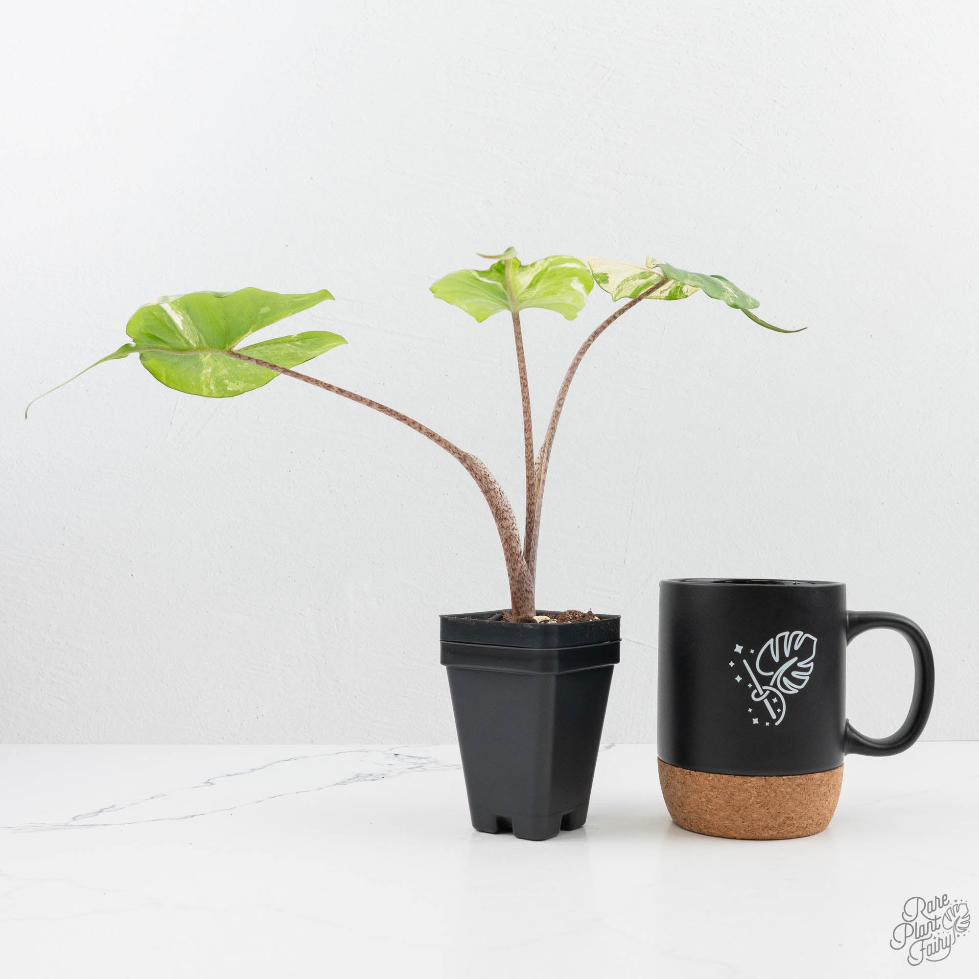 黎明(アウロラ) Alocasia Maharani Albo Variegated (wk15-K) – Rare Plant Fairy