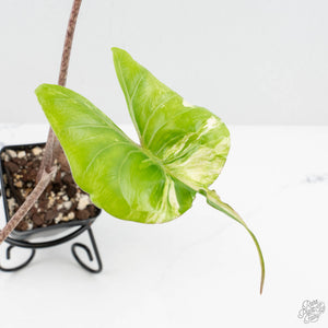 Alocasia Macrorrhiza 'Stingray' Albo Variegated (wk19-UR)