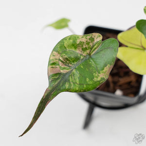 Alocasia Macrorrhiza 'Stingray' Aurea Variegated (wk43-L391)