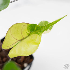 Alocasia Macrorrhiza 'Stingray' Aurea Variegated (wk43-L391)