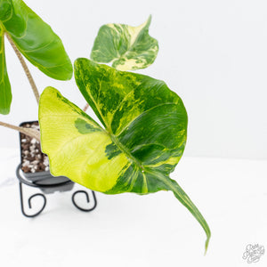 philodendron stingray Alocasia Macrorrhiza 'Stingray' Aurea Variegated (wk20-M)