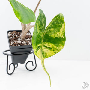 Alocasia Macrorrhiza 'Stingray' Aurea Variegated (wk20-M)