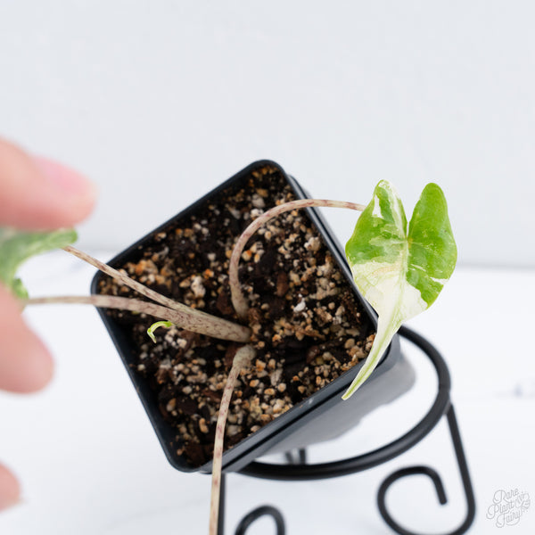Alocasia Macrorrhiza 'Stingray' Albo Variegated (wk10-UR)