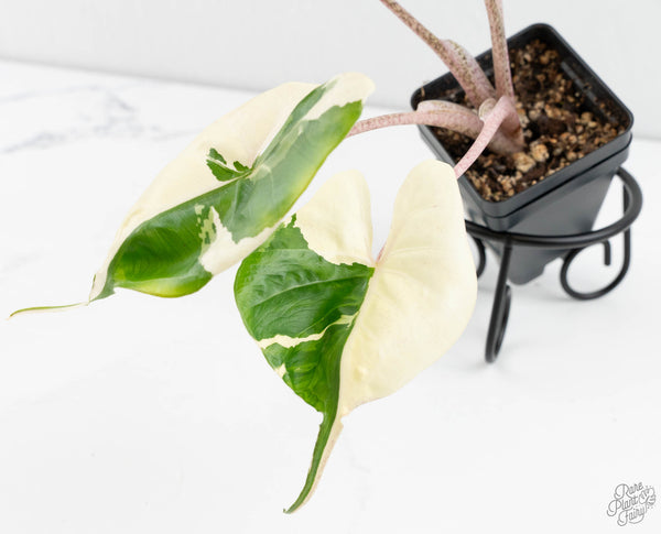 Alocasia Macrorrhiza 'Stingray' Albo Variegated (wk11-UF)