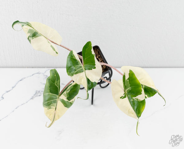 Alocasia Macrorrhiza 'Stingray' Albo Variegated (wk11-UF)