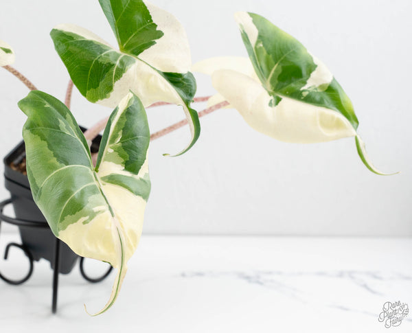 Alocasia Macrorrhiza 'Stingray' Albo Variegated (wk11-UF)