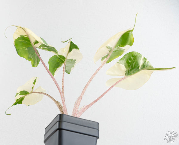 Alocasia Macrorrhiza 'Stingray' Albo Variegated (wk11-UF)