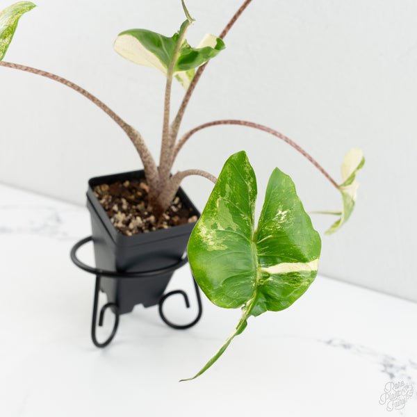 Alocasia Macrorrhiza 'Stingray' Albo Variegated (wk8-UQ)