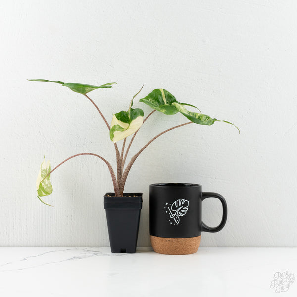 Alocasia Macrorrhiza 'Stingray' Albo Variegated (wk8-UQ)