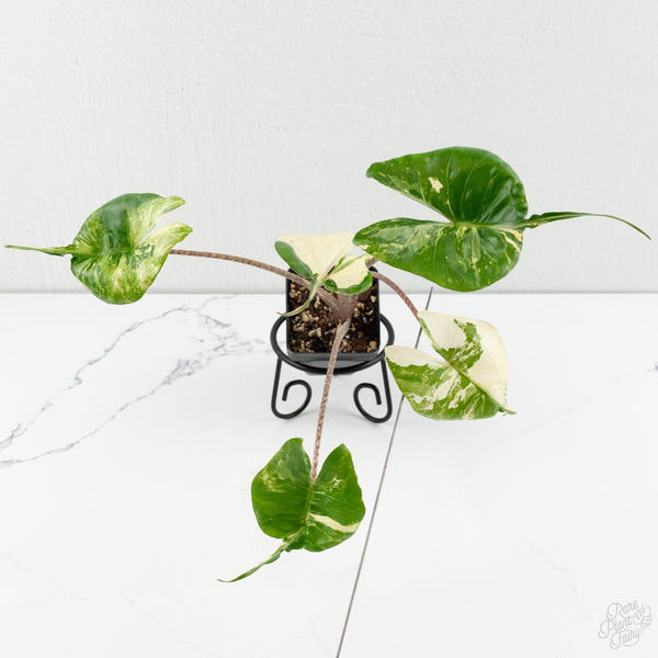 Alocasia Macrorrhiza 'Stingray' Albo Variegated (wk8-UQ)